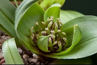 Androcymbium latifolium hybrid